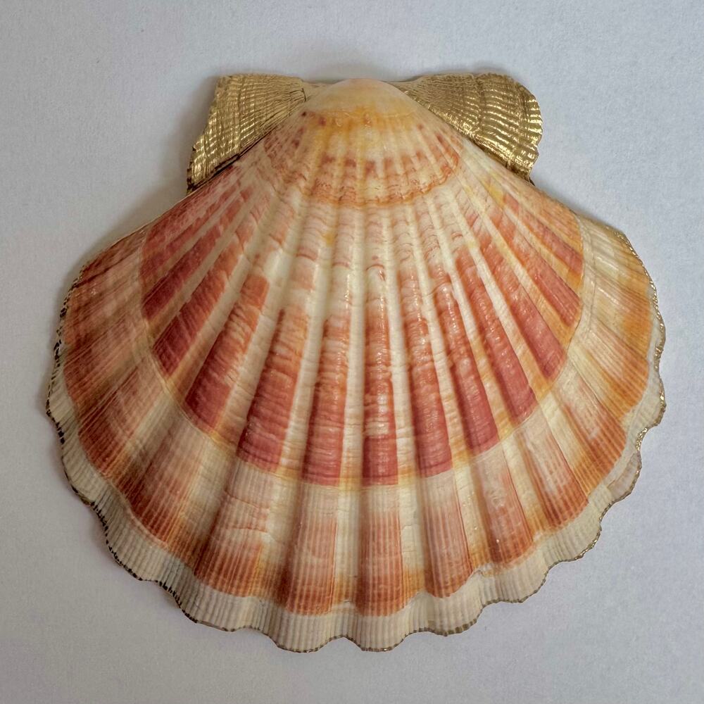 Vintage Pink Rose Floral Seashell Trinket Dish - Picture 6 of 6